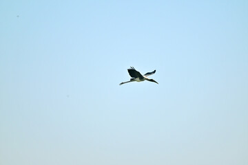 The image shows a painted stork soaring gracefully in a clear blue sky, its wings fully stretched and vibrant plumage visible against the serene background.