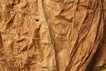 Dried tobacco leaves as background, top view