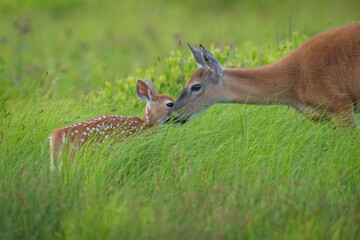 deer in the grass