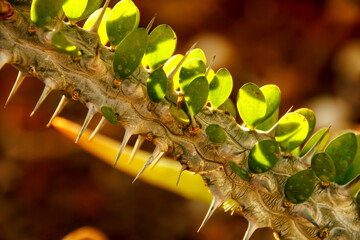 close-up tiny leaves of cactus branch