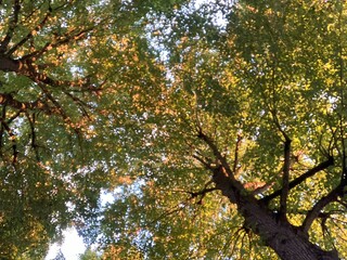 Lichtspiel der Bäume