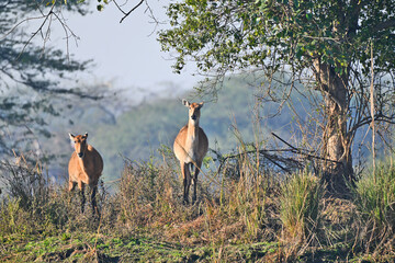 A group of Nilgai (Indian antelopes) standing gracefully amidst lush vegetation in their habitat.