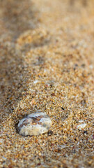 Sea shells on sea sand 