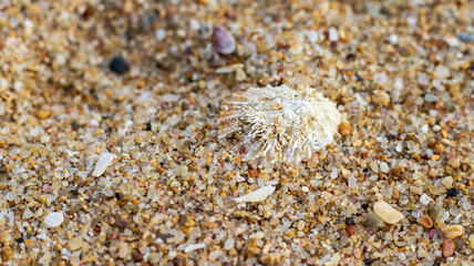 Sea shells on sea sand 