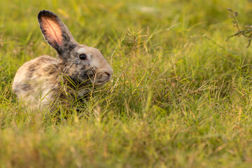 bunny Easter fluffy baby rabbit or new born rabbit. baby cute rabbit or new born adorable bunny. Easter Bunny.  Symbol of Easter day.