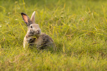 bunny Easter fluffy baby rabbit or new born rabbit. baby cute rabbit or new born adorable bunny. Easter Bunny.  Symbol of Easter day.
