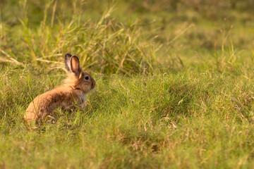 bunny Easter fluffy baby rabbit or new born rabbit. baby cute rabbit or new born adorable bunny. Easter Bunny.  Symbol of Easter day.