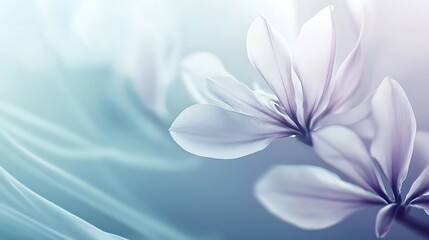 Delicate Magnolia Blossoms Softly Illuminated