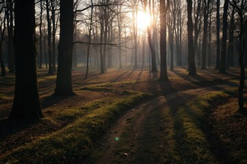 Naklejka premium Woodland with long shadows