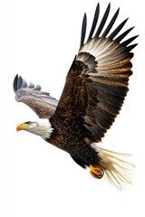 Fototapeta premium A majestic bald eagle spreads its wings as it soars through the clear blue sky