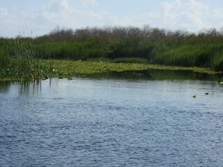 Lake in the Everglades