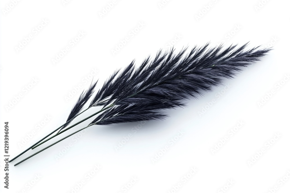 Aufkleber close-up shot of a single black feather lying on a white background, suitable for use in designs and