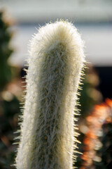 close up cactus in bloom
