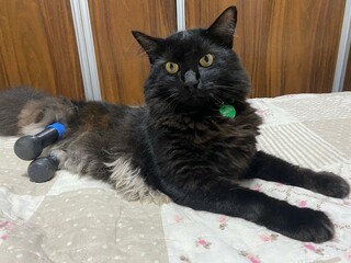 Black cat with yellow eyes lying down with prosthetics