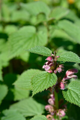 Balm-leaved archangel flowers