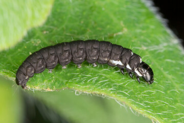 Caterpillar of Dotted grey groundling, Athrips mouffetella on blue honeysuckle or sweetberry, Lonicera caerulea growing in the garden. Pest of the fruit plant.