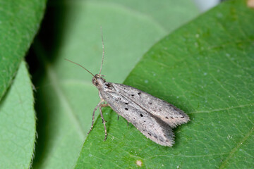 Moth of Dotted grey groundling, Athrips mouffetella on blue honeysuckle or sweetberry, Lonicera...