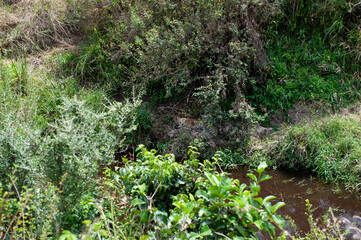 Leopard on the River