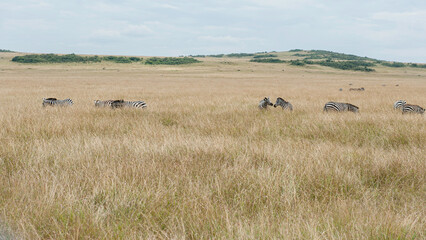 Zebras