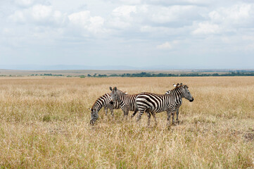 Obraz premium zebra in the savannah