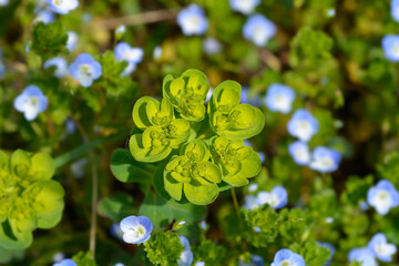 Sun spurge flower
