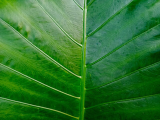 Close-up Texture of a Lush Green Elephant Ear Plant Leaf