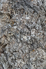 Black poplar bark detail