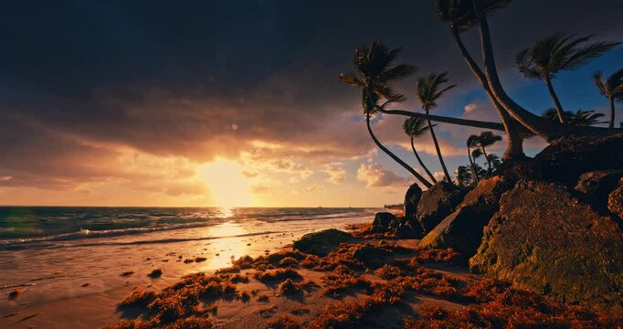 Exotic Landscape of Tropical Exotic Island Beach with Palm Trees Dominican Republic