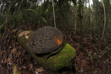 Camouflaged Rainforest Toad on Mossy Log