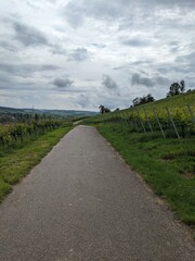 German Village Vineyard 3