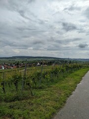 German Village Vineyard 2