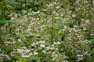 Blooming Himalayan blackberry (Rubus armeniacus) field full of beautiful white flowers on a green...