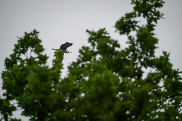 Grey heron (Ardea cinerea) flying over leaf tree forest in grey overcast sky, North Rhine-Westphalia, Germany