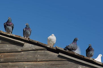Pigeons and Doves Perched on a Wooden Roof under Clear Blue Sky
