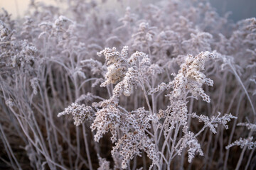 Frozen vegetation in the morning