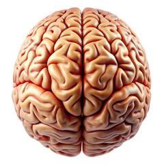 3d rendered illustration of human brain