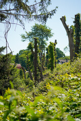 Overgrown cut down trees with thorny blueberry bushes around in a small slope with blue sky background, North Rhine-Westphalia, Germany