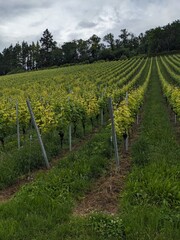 German Vineyards 1