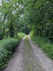 German Forest Path 2