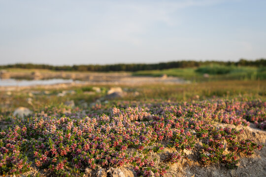 Sea milkwort (Lysimachia maritima) blooms at the coast of the Baltic Sea. Sea milkwort (Lysimachia maritima or Glaux maritima), also known as Sea milkweed or Black saltwort. 