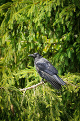 Black Carrion crow (Corvus cornix) sitting on a spruce needle tree branch with bright green background, North Rhine-Westphalia, Germany