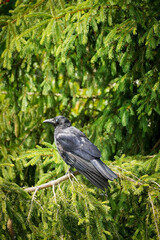 Black Carrion crow (Corvus cornix) with a white eye  sitting on a needle tree branch with bright green background, North Rhine-Westphalia, Germany