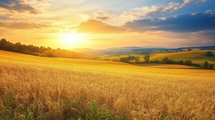 Obraz premium Golden sunset over rolling wheat fields, idyllic rural landscape, summer evening