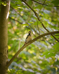 Great Spotted Woodpecker (Dendrocopos major) on a branch looking up with the beak up to the sky with green leaf background, North Rhine-Westphalia, Germany