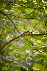 Great Spotted Woodpecker (Dendrocopos major) laying on a branch and packing wood with green leaf background, North Rhine-Westphalia, Germany