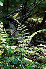 Green fern (Polypodiales) leafs growing in the forest with a dark background, North Rhine-Westphalia, Germany