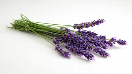 Naklejka premium Fresh Lavender Bundle with Stems on White Background