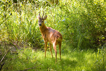 Close up of a roe deer with antlers standing in the sunshine and bright green grass and is looking back at you over the left shoulder, horizontal, North Rhine-Westphalia, Germany