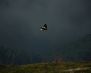 Flight of a solitary vulture