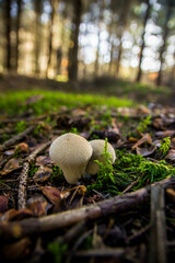 mushrooms in the forest